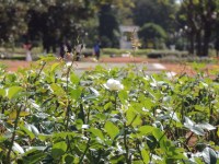 The tranquil parks of Palermo are a step back from the city.