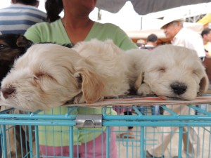Sleeping puppies at the Cochabamba animal market.