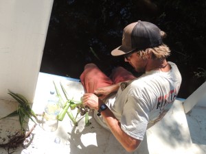 Kyle prepares some aloe vera for the impending sunburn.